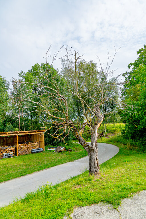 Image: _JA 40692 abgestorbener Apfelbaum.jpg